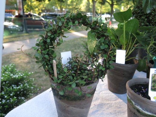 Shade-Loving Plants for Your Home