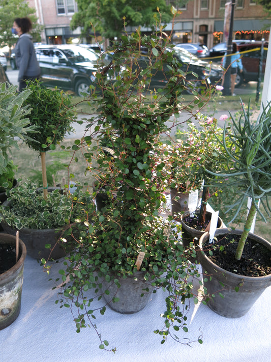 The Topiary Times: An intro to the art of topiary!