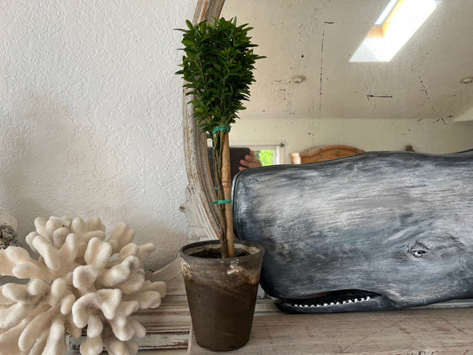 Transform Your Windowsill: Ways to Style with Hardy Euonymus Topiaries!