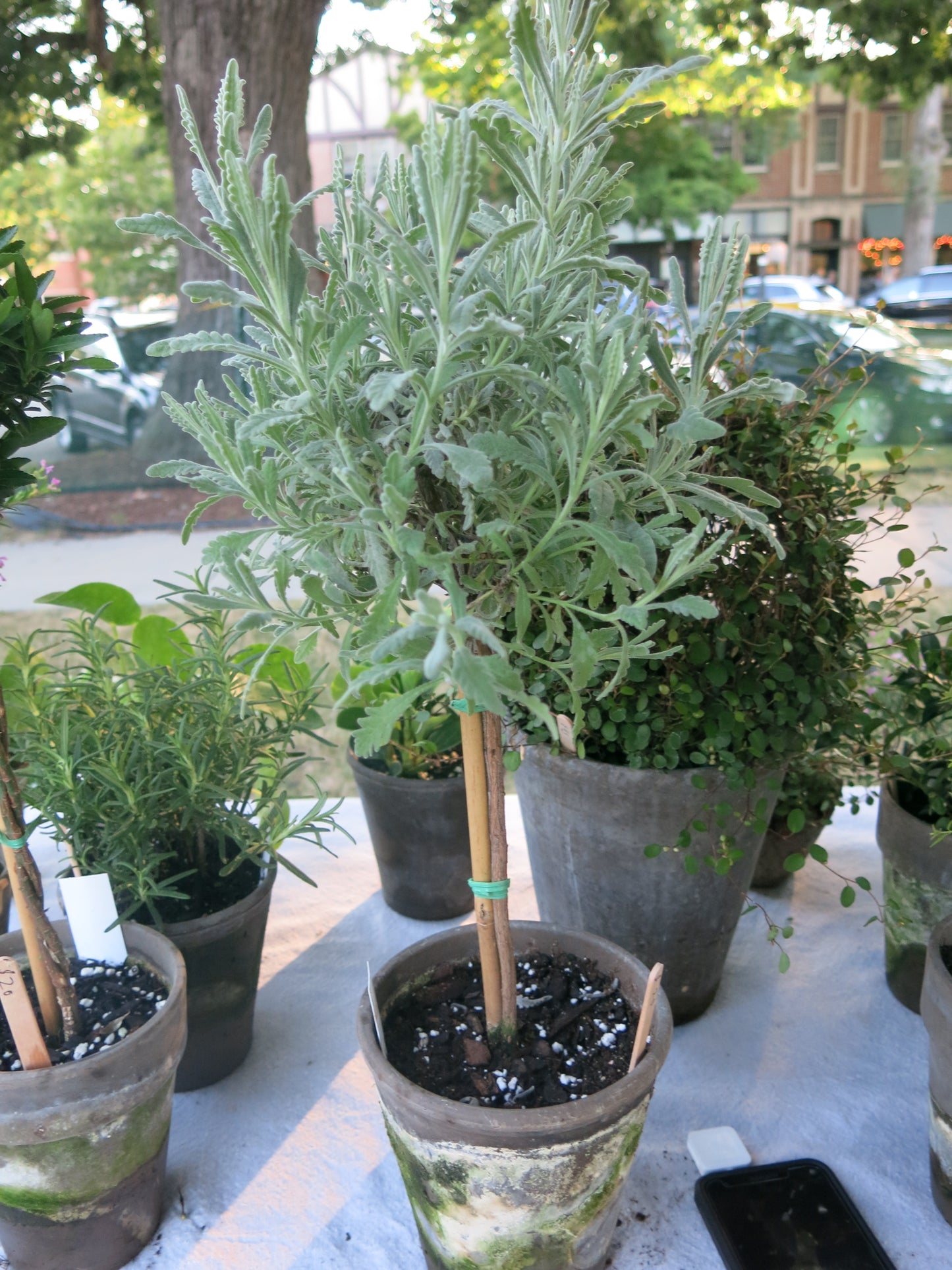 Live Goodwin Creek Lavender Topiary in 5 Inch Pot