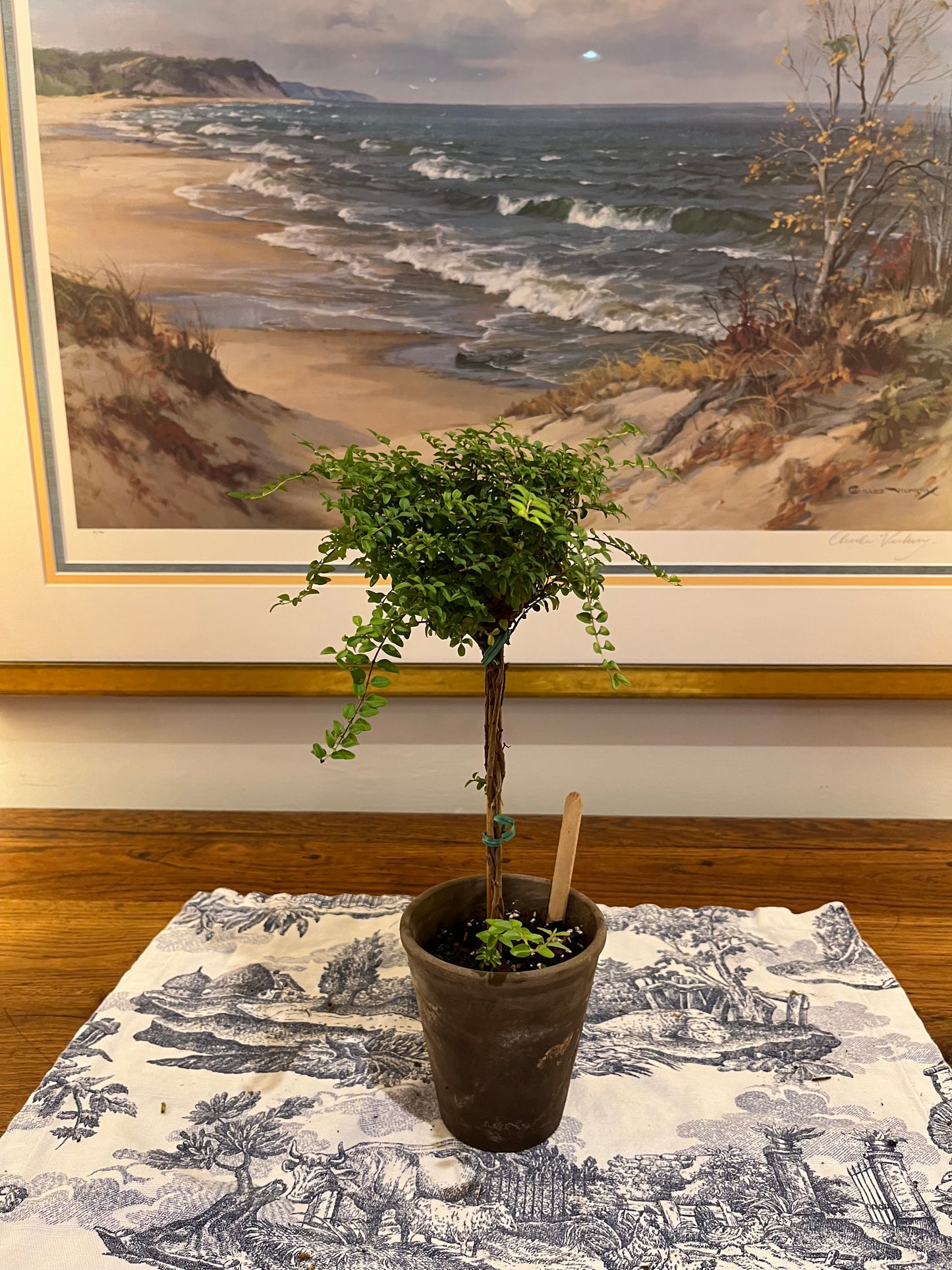 Live Boxwood Honeysuckle Topiary in 4 inch pot