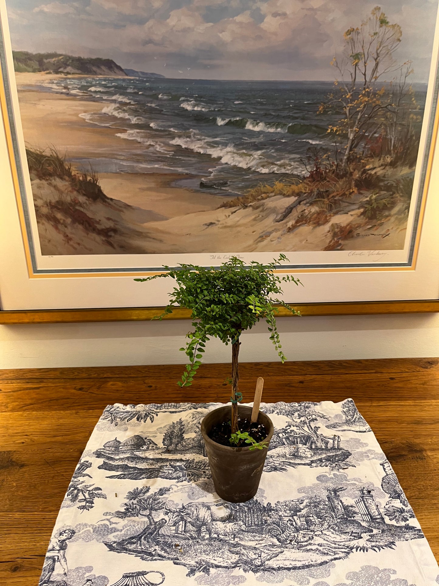 Live Boxwood Honeysuckle Topiary in 4 inch pot