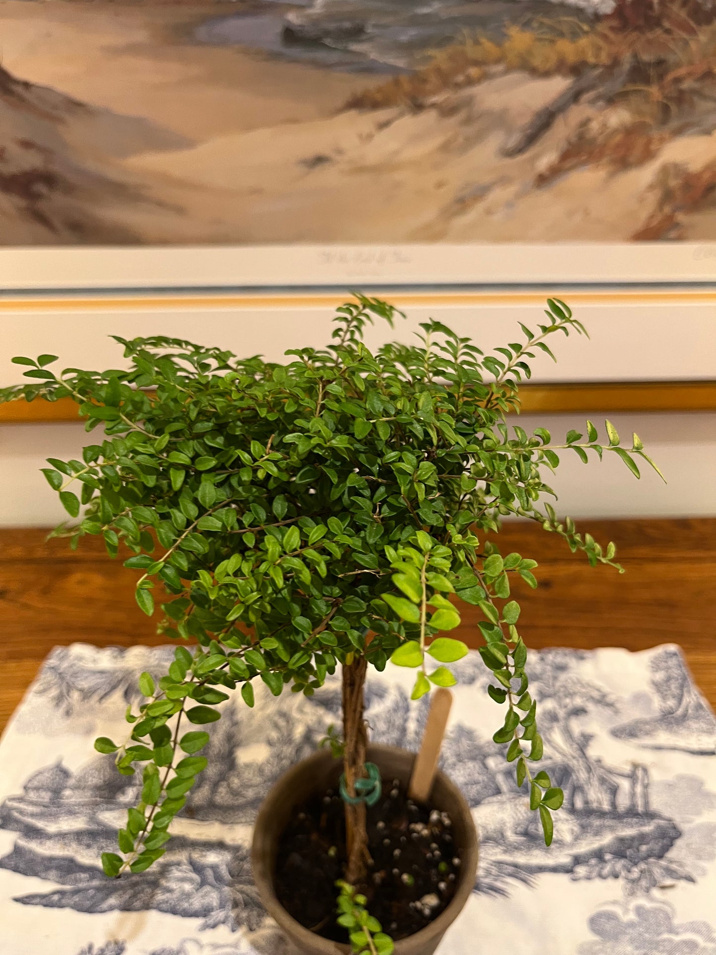 Live Boxwood Honeysuckle Topiary in 4 inch pot