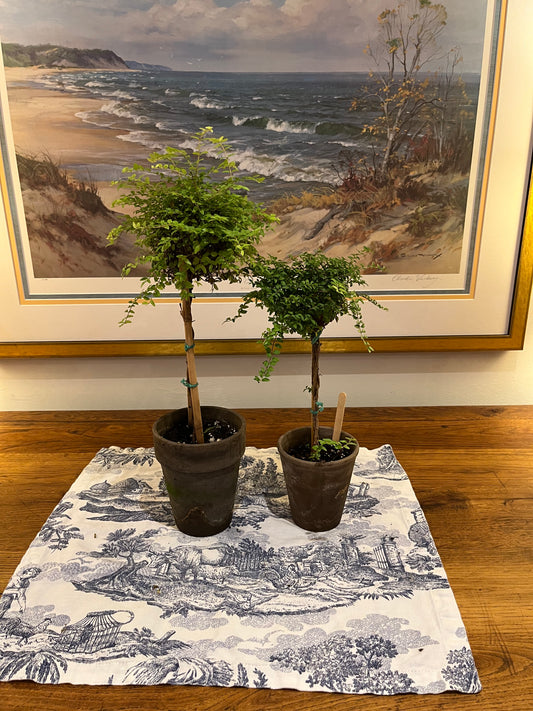 Live Boxwood Honeysuckle Topiary in 5 inch pot