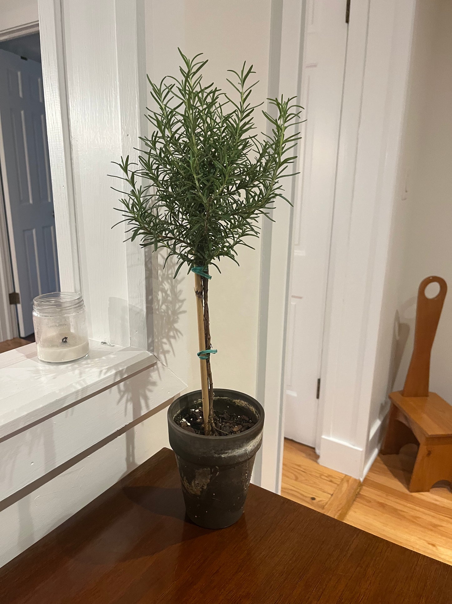 Live Rosemary Topiary in 5 inch pot