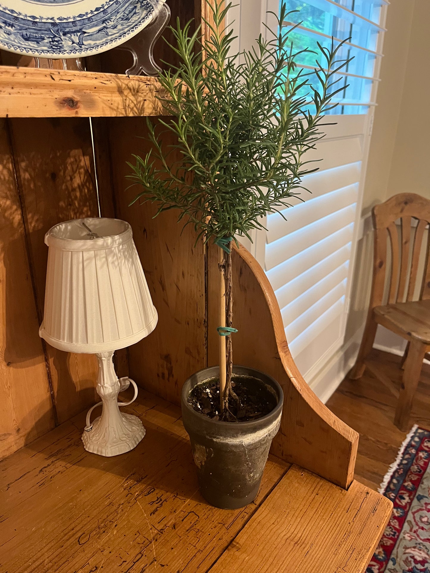 Live Rosemary Topiary in 5 inch pot