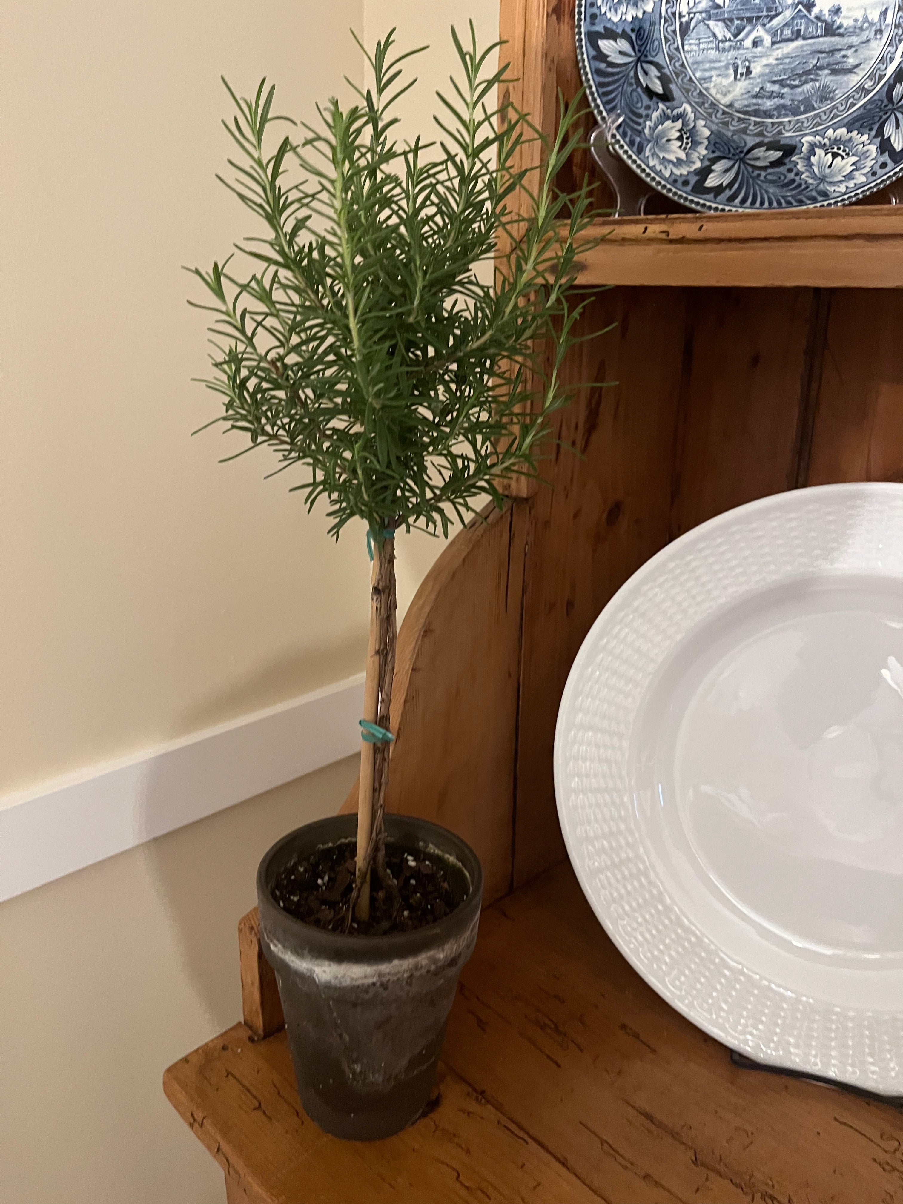 real indoor topiary plants Live Rosemary Topiary in 5 inch pot – Sunrise Topiaries