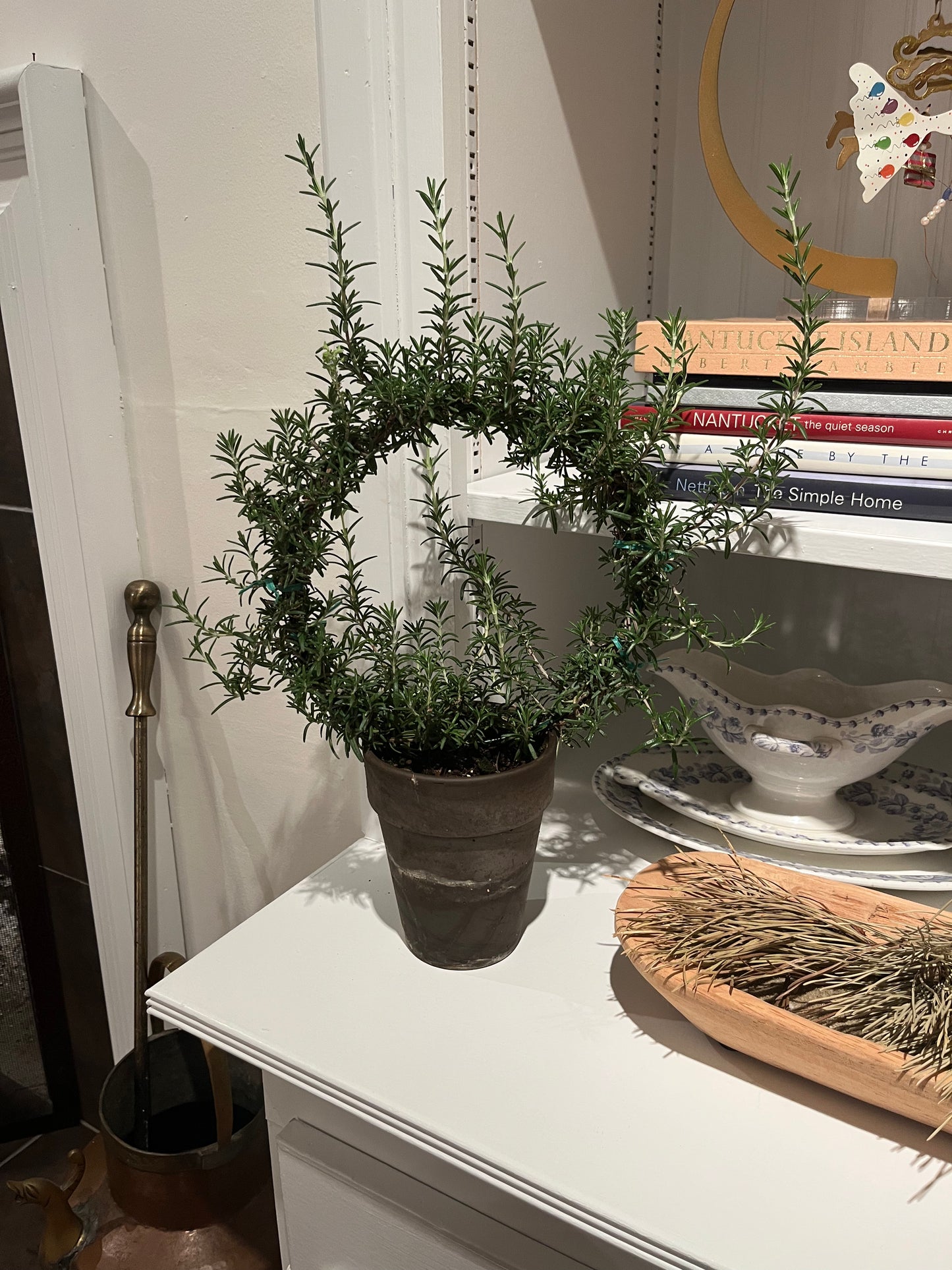 Live 8 inch Rosemary Ring in 5 inch pot