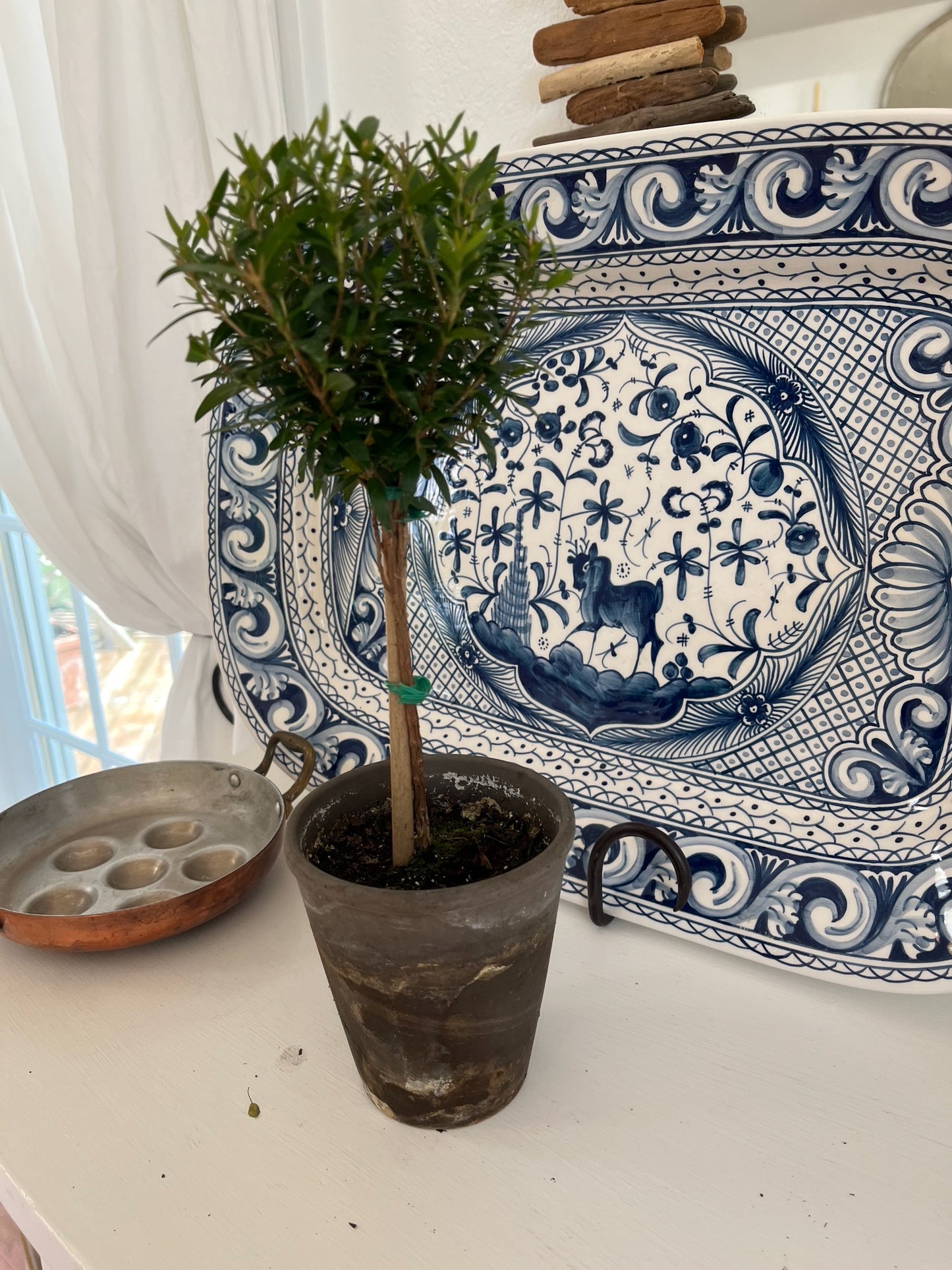 Live Single Ball Myrtle Topiary in 4 inch Pot
