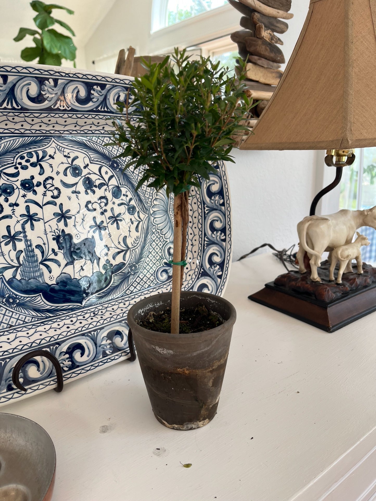 Live Single Ball Myrtle Topiary in 4 inch Pot