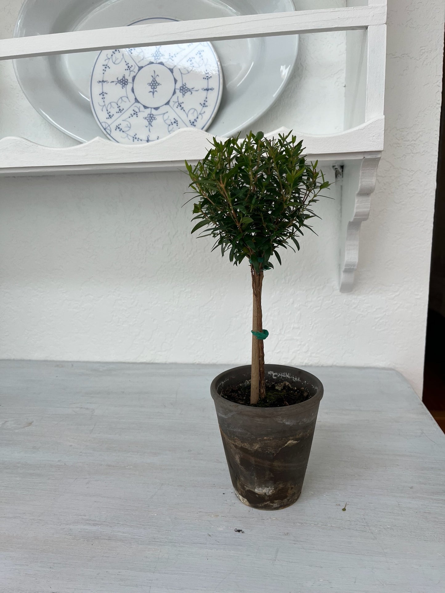 Live Single Ball Myrtle Topiary in 4 inch Pot
