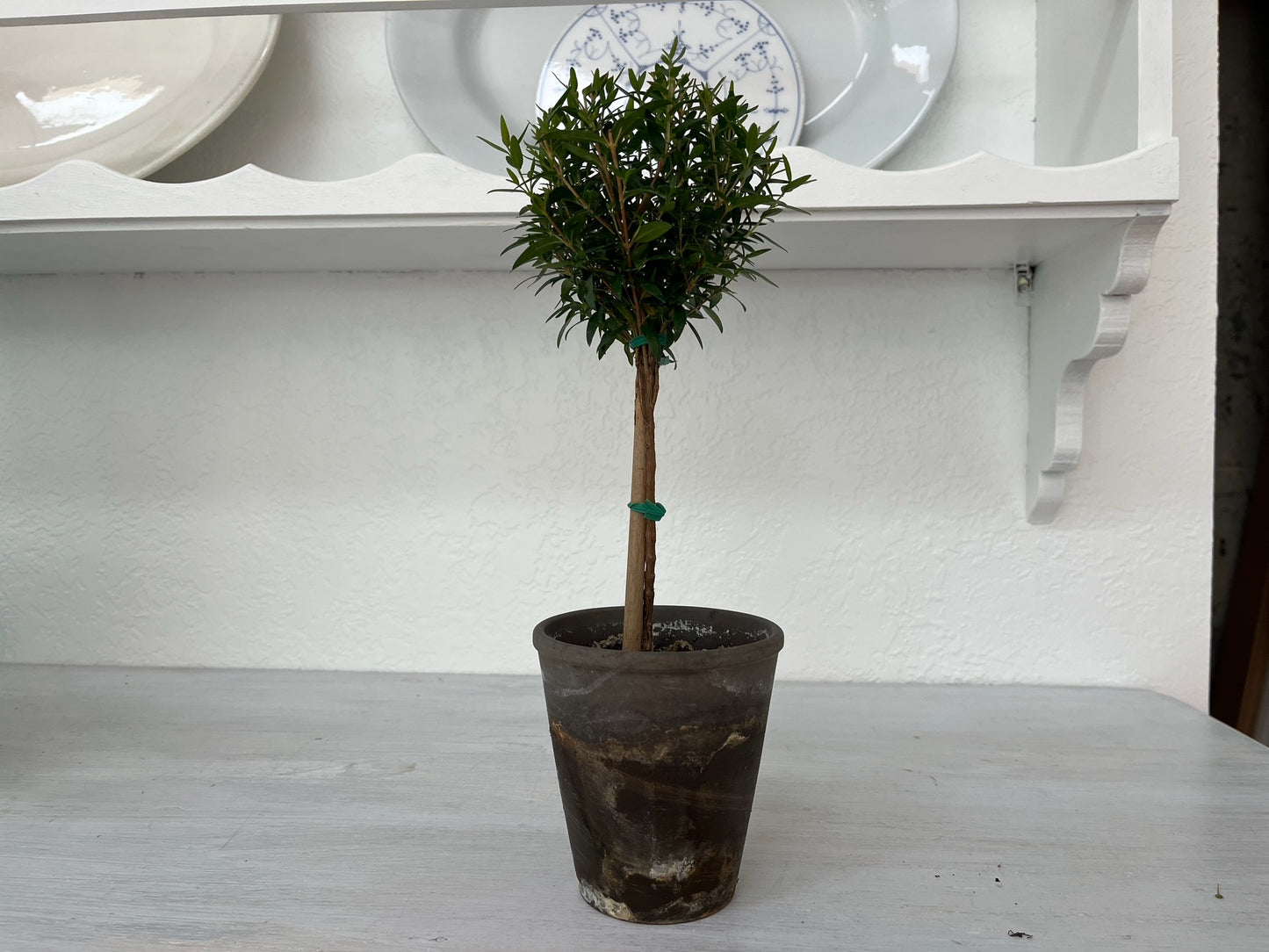 Live Single Ball Myrtle Topiary in 4 inch Pot