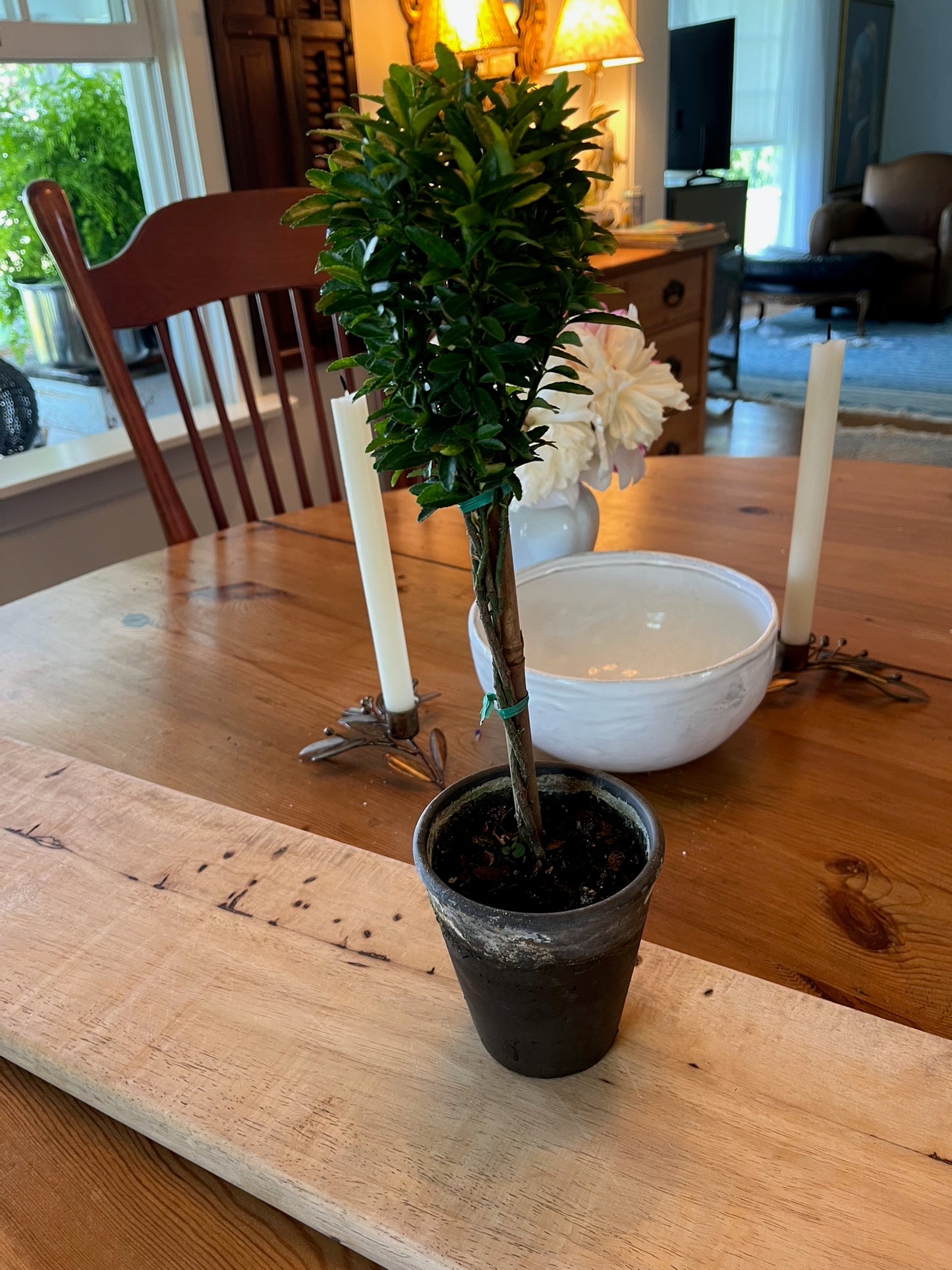 Live Euonymus Topiary in 4 inch pot