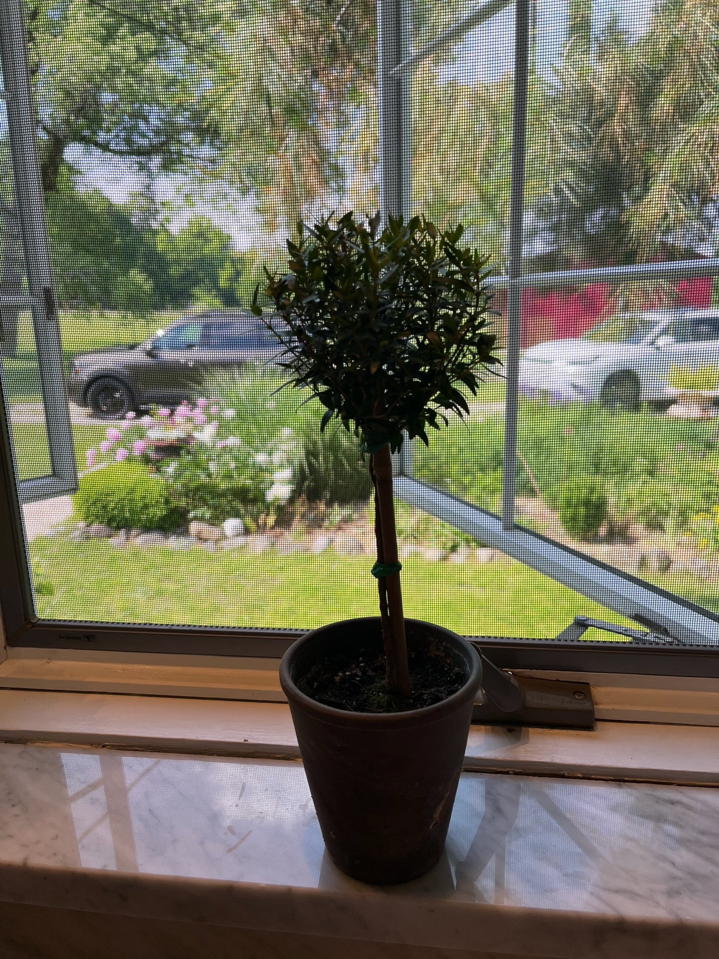 Live Euonymus Topiary in 4 inch pot