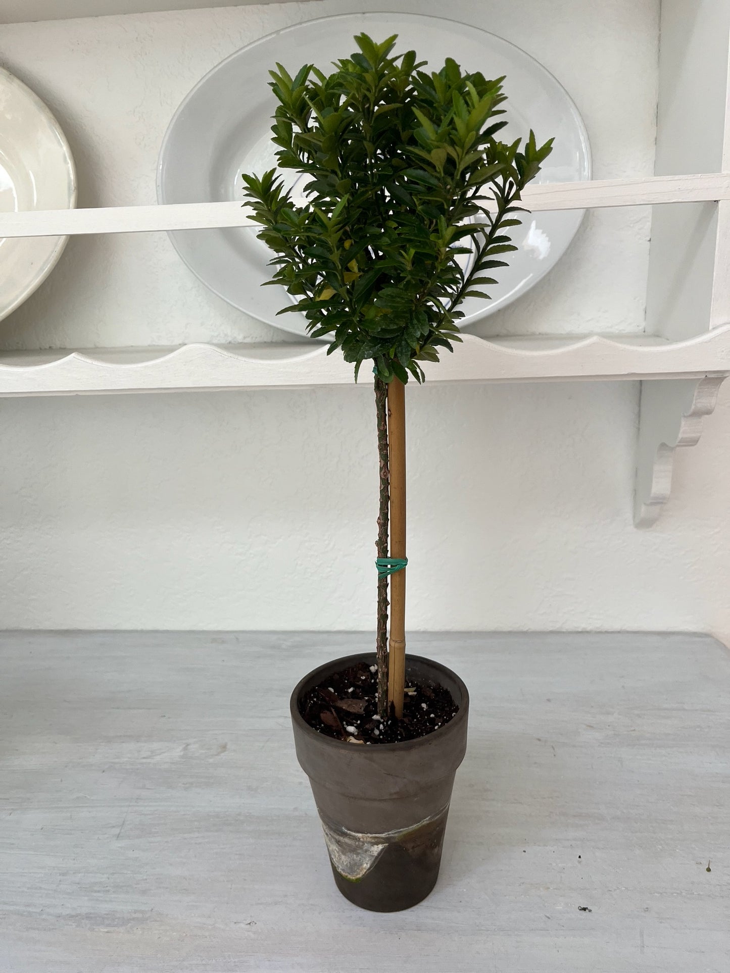 Live Euonymus Topiary in 4 inch pot