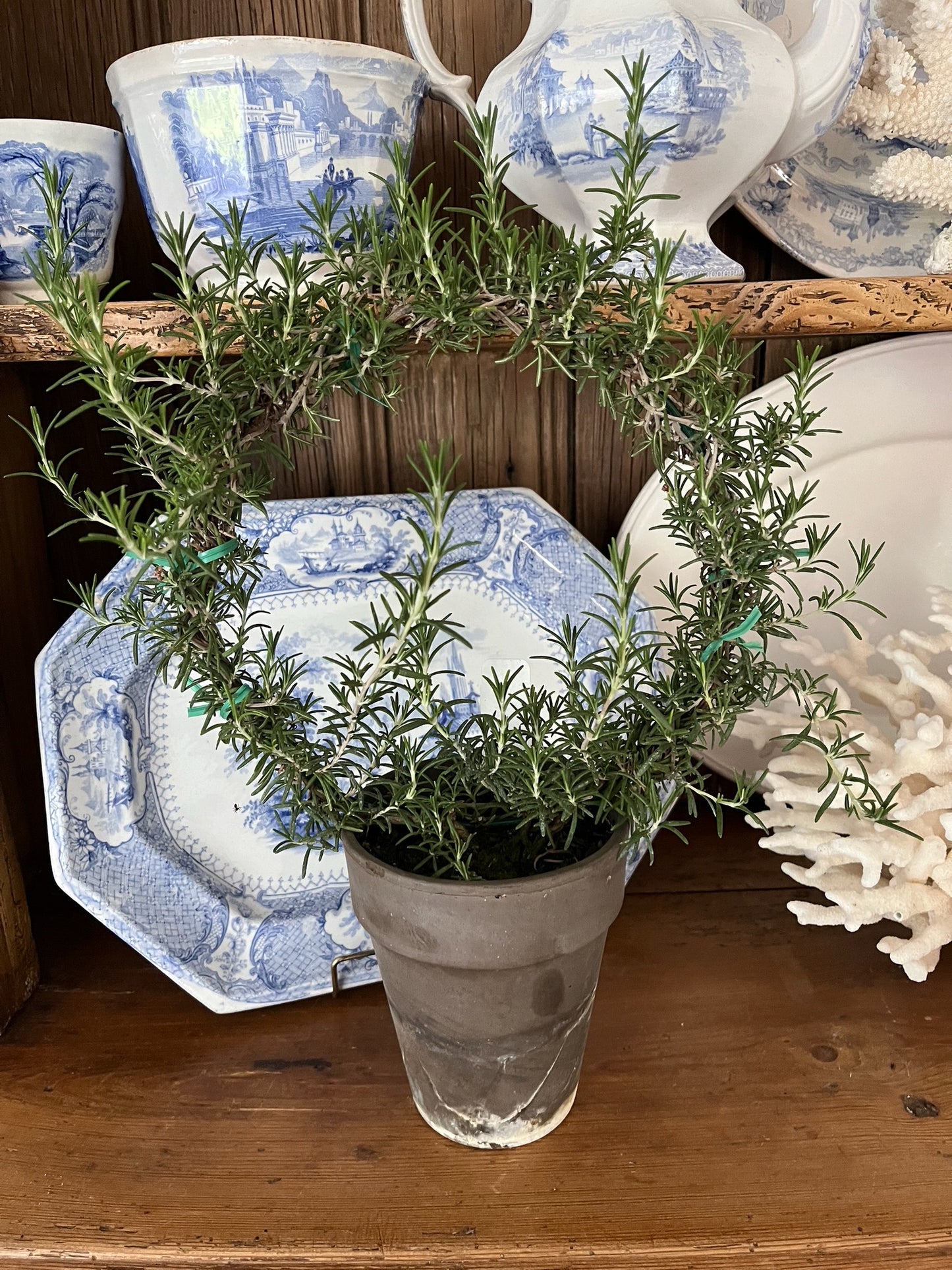 Live 8 inch Rosemary Ring in 5 inch pot