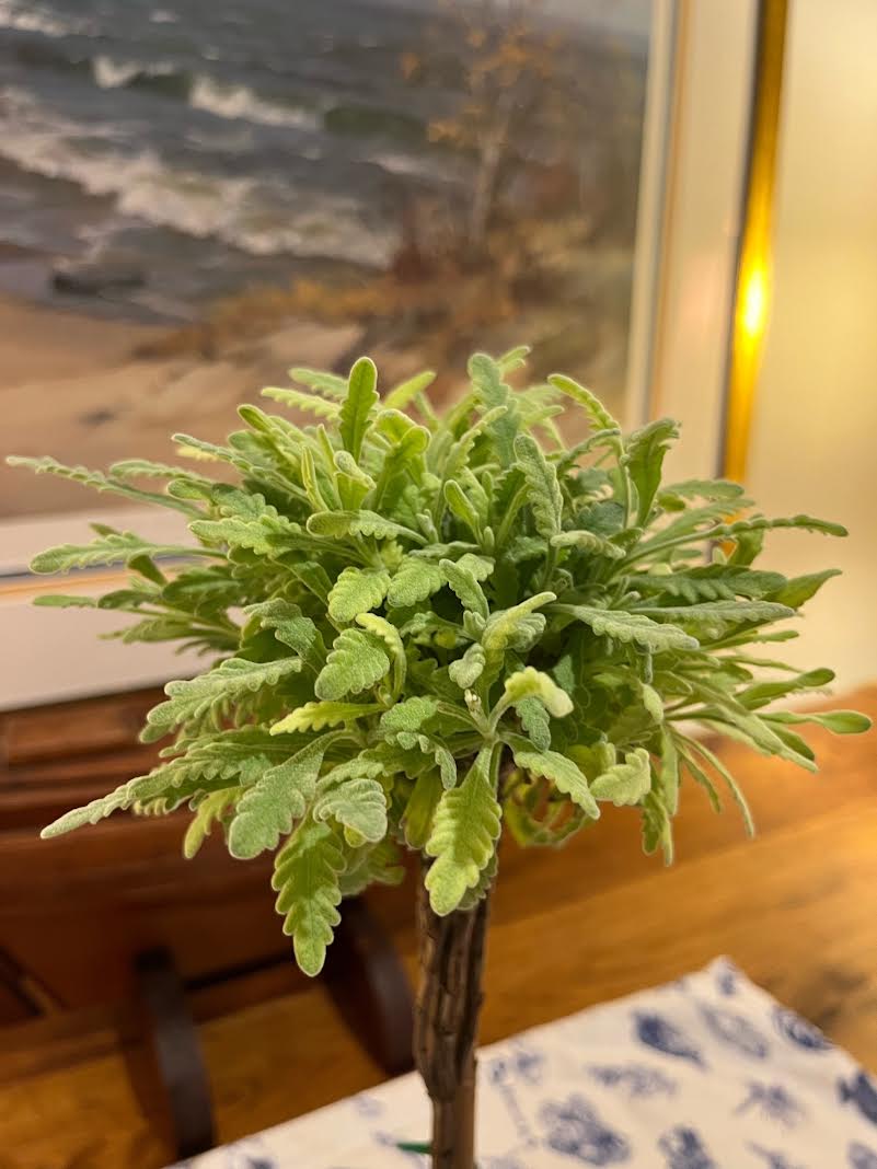 Live Goodwin Creek Lavender Topiary in 4 Inch Pot