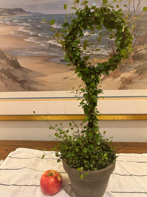 hanging angel plant Live Woven Angel Vine "Lollipop" in 6 inch pot – Sunrise Topiaries