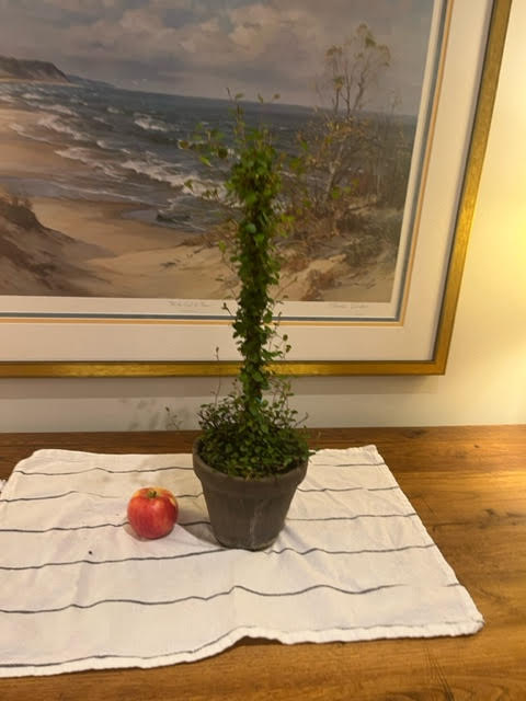 Live Woven Angel Vine "Lollipop" in 6 inch pot