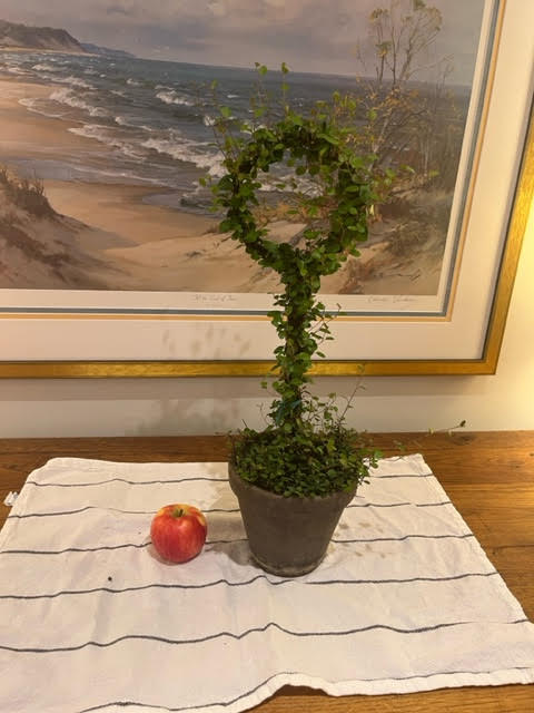 Live Woven Angel Vine "Lollipop" in 6 inch pot