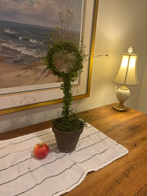 Live Woven Angel Vine "Lollipop" in 6 inch pot
