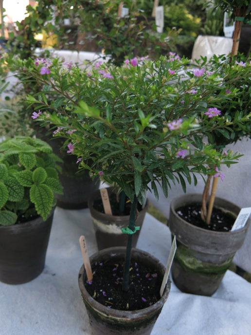can you plant mexican heather in pots Live Purple Mexican Heather Topiary in 4 inch pot