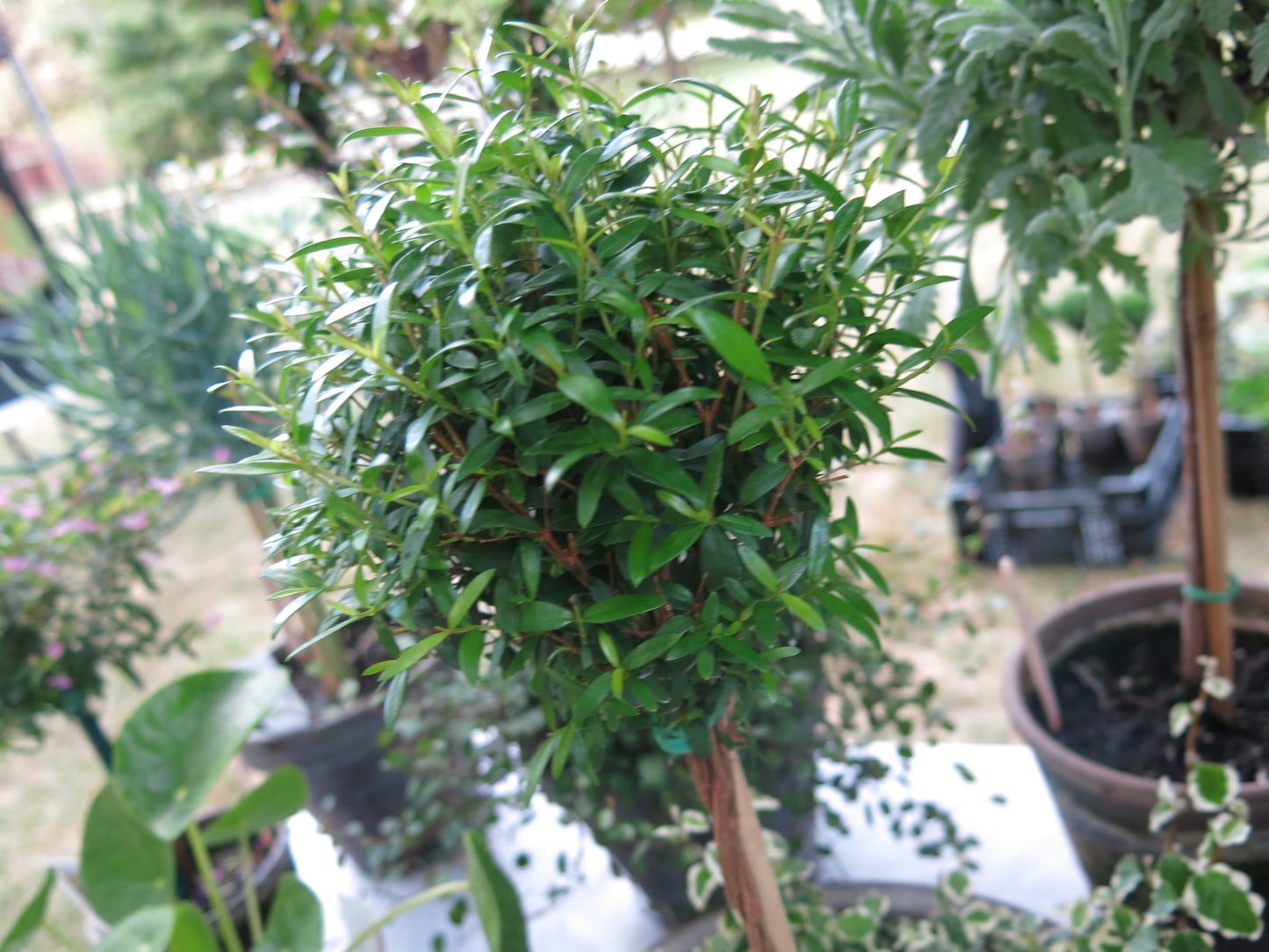 Live Single Ball Myrtle Topiary in 5 inch Pot