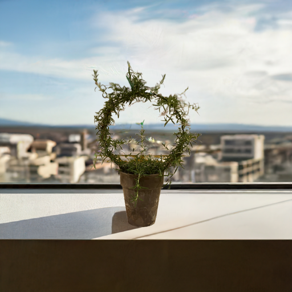 Live 8 inch Rosemary Ring in 5 inch pot