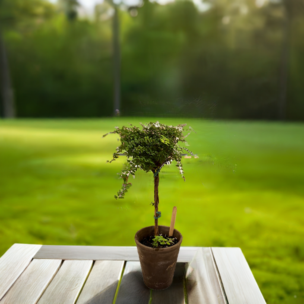 Live Boxwood Honeysuckle Topiary in 4 inch pot