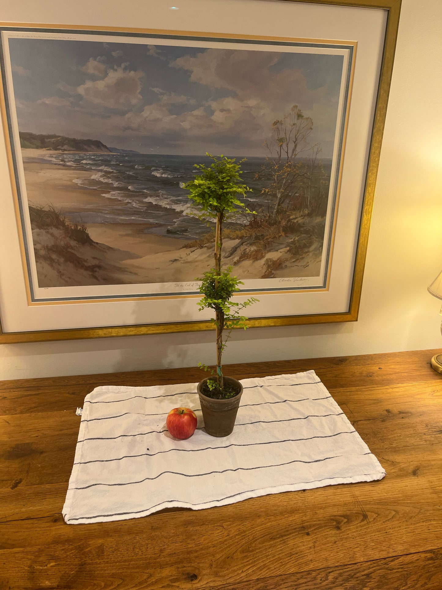 Live Double Boxwood Honeysuckle Topiary in 4 inch pot