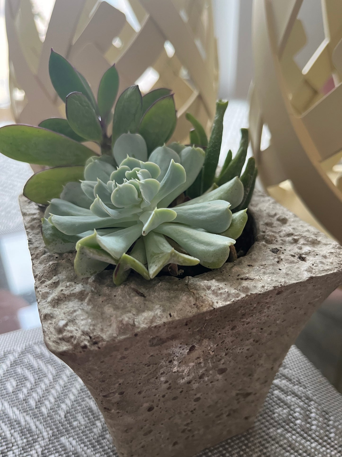 Succulent Arrangement In 4" Litestone Vase