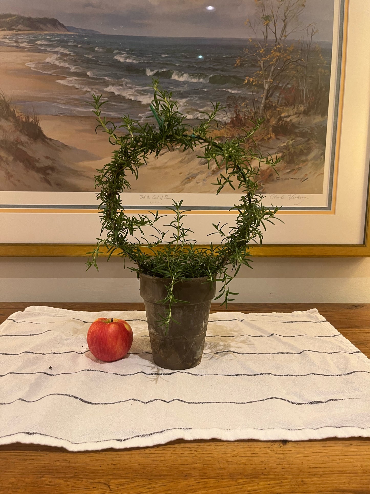 Live 8 inch Rosemary Ring in 5 inch pot