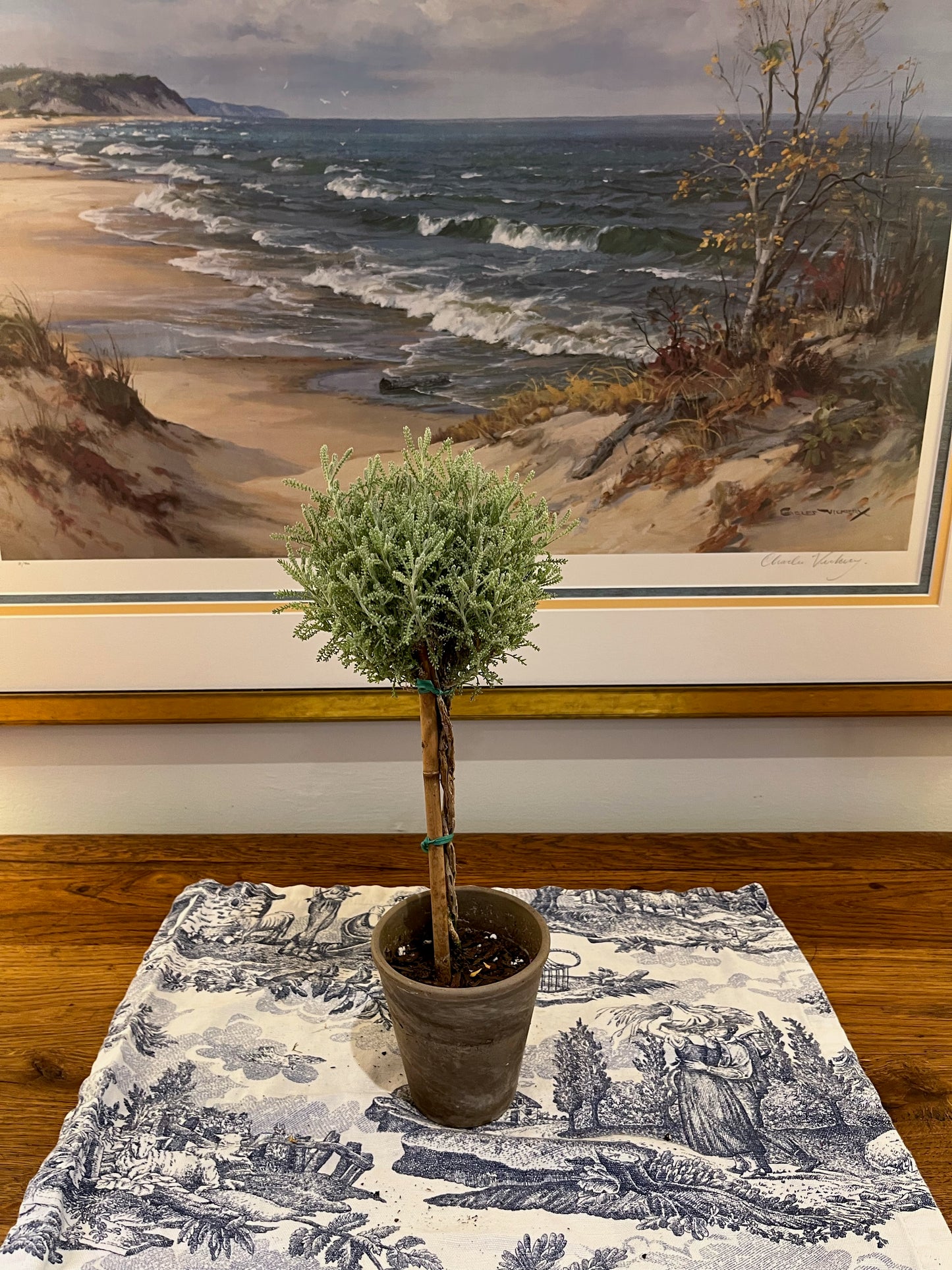 Live Cotton Lavender Topiary in 4 inch pot