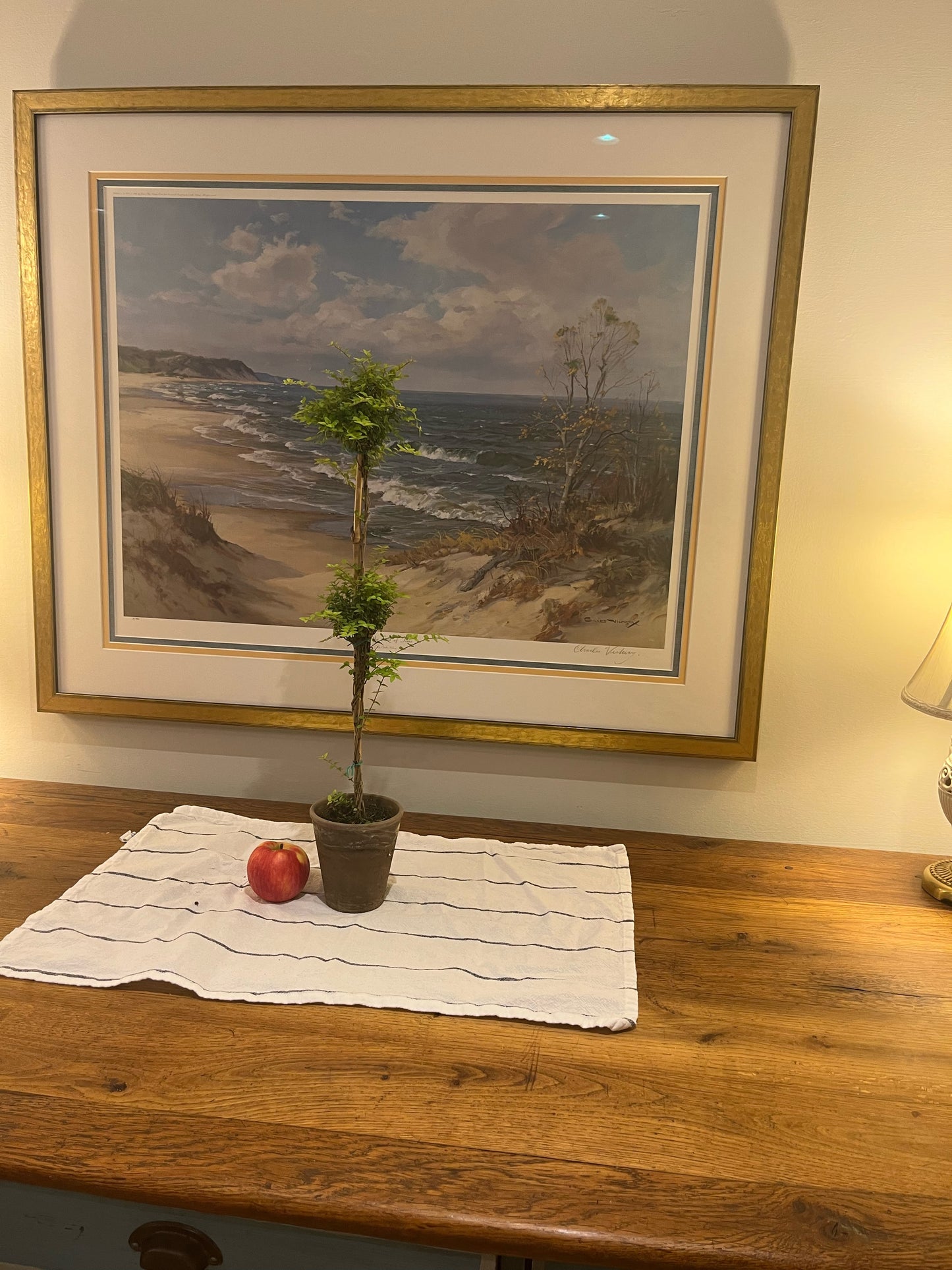 Live Double Boxwood Honeysuckle Topiary in 4 inch pot