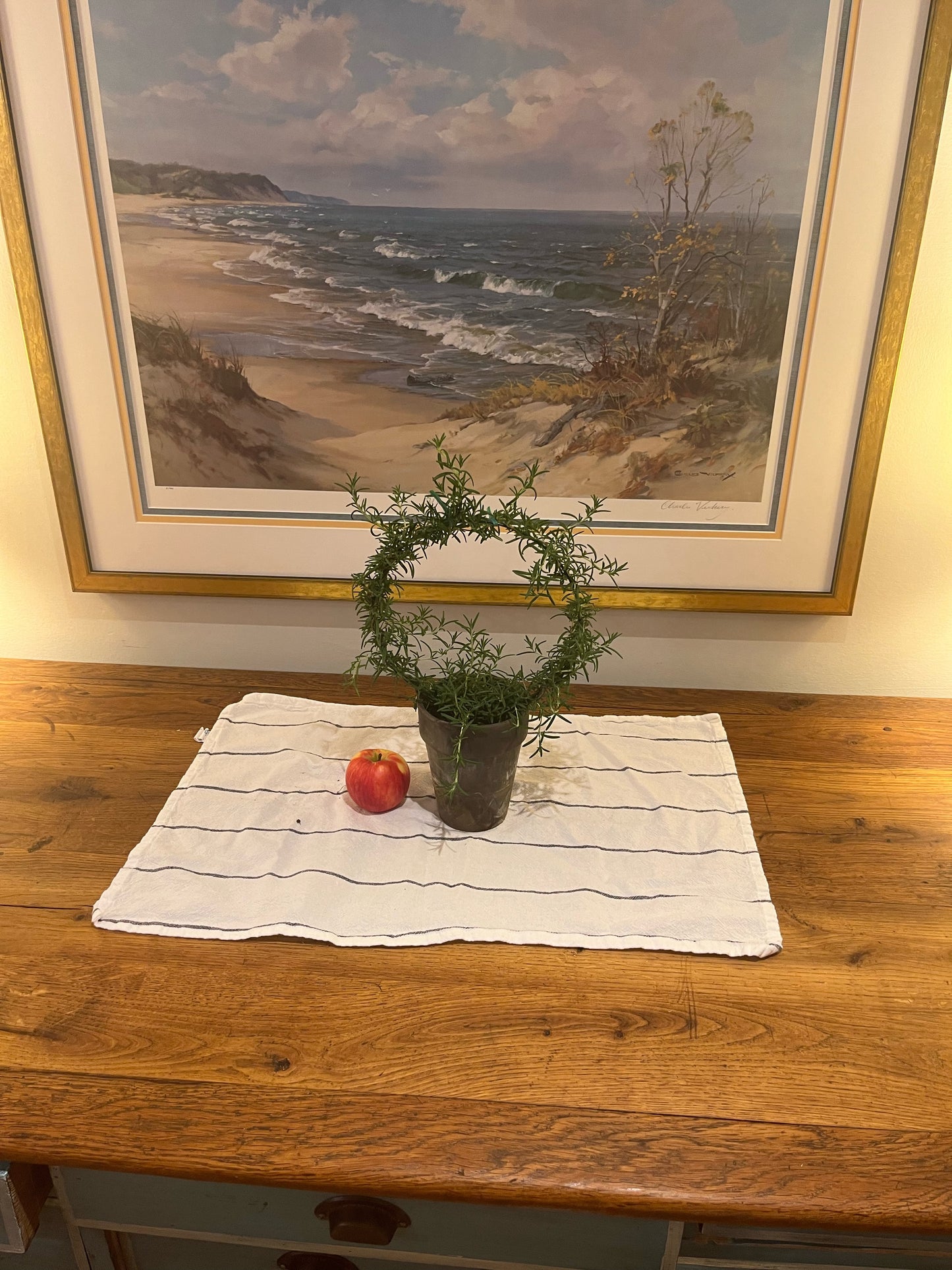 Live 8 inch Rosemary Ring in 5 inch pot