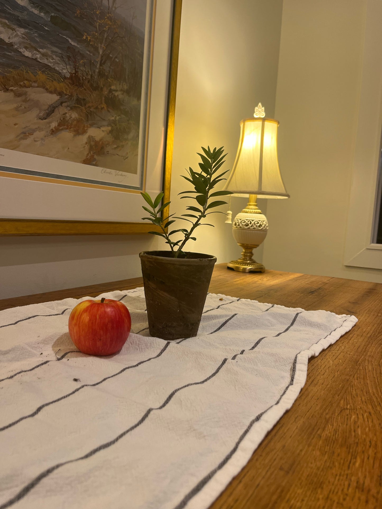 Live Arbequina Olive Tree in 4 Inch Pot