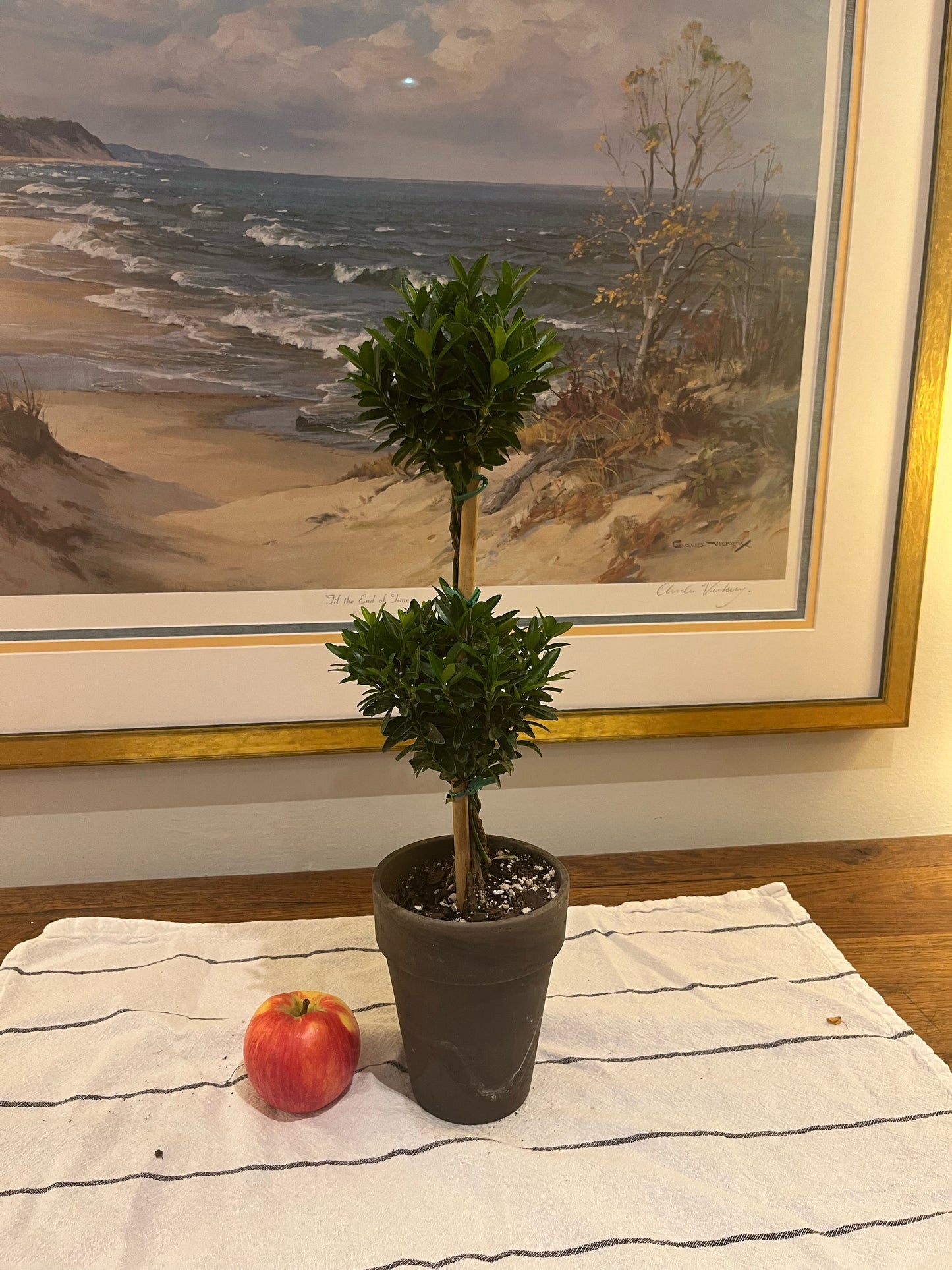 Live Double Euonymus Topiary in 5 inch pot