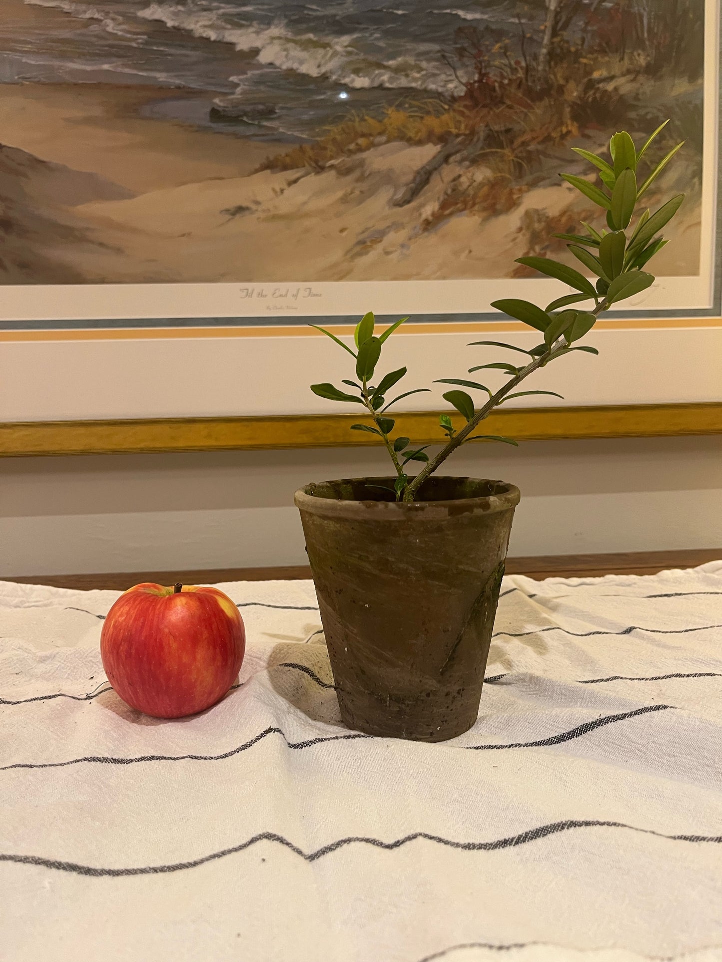 Live Arbequina Olive Tree in 4 Inch Pot