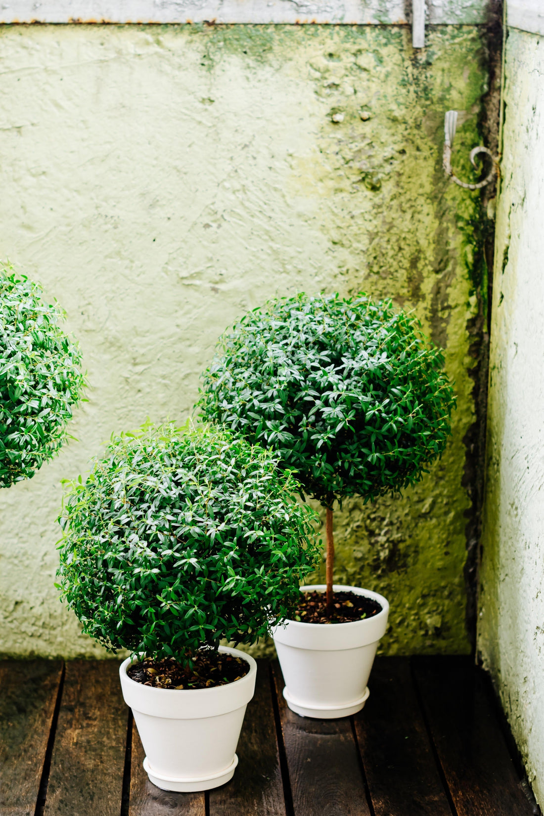 The Enduring Elegance of Myrtle Topiaries: A Guide to the Classic Houseplant