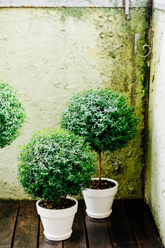 The Enduring Elegance of Myrtle Topiaries: A Guide to the Classic Houseplant