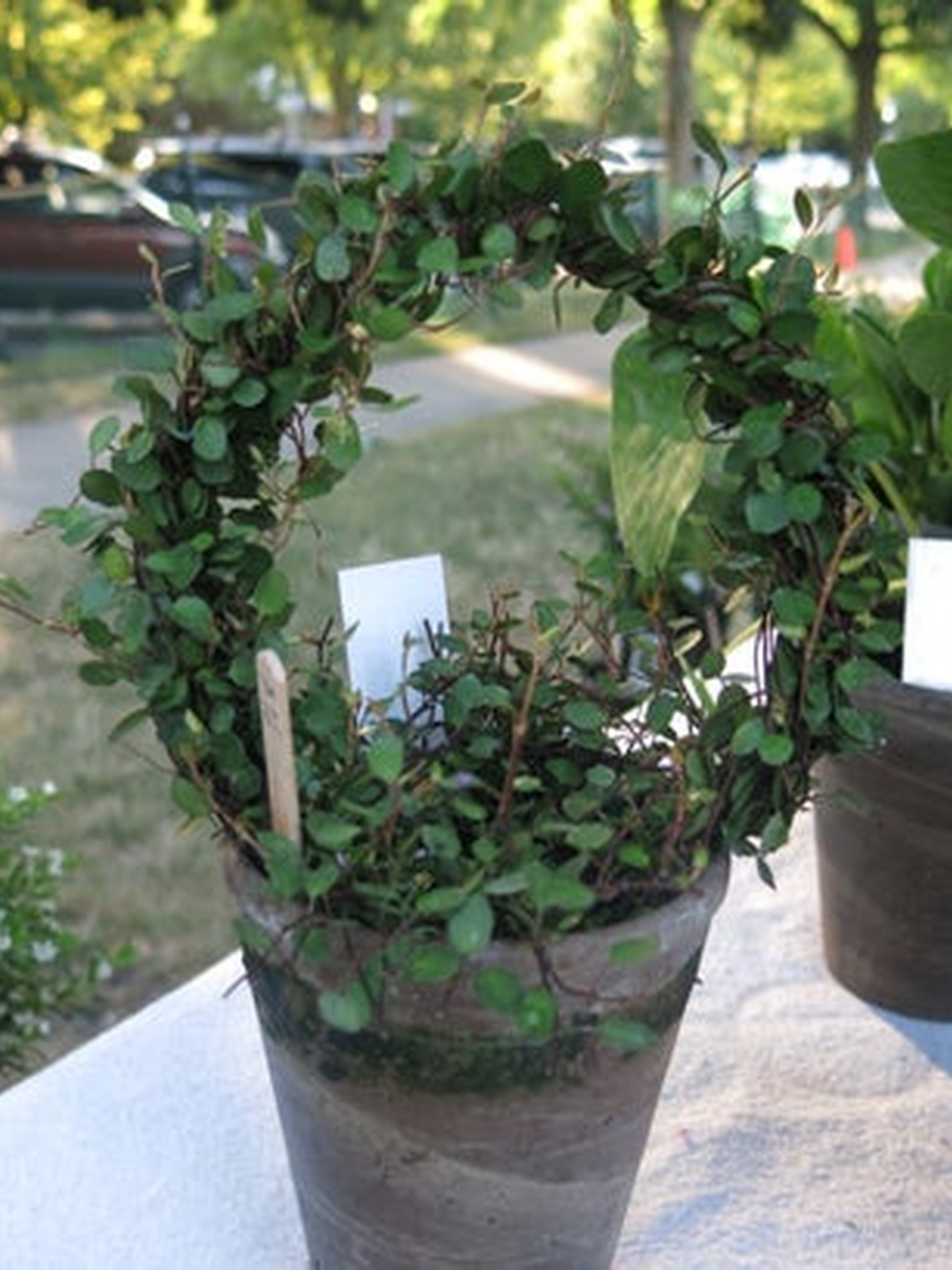 angel house plant Live 5 inch woven Angel Vine Ring in 4 inch pot – Sunrise Topiaries