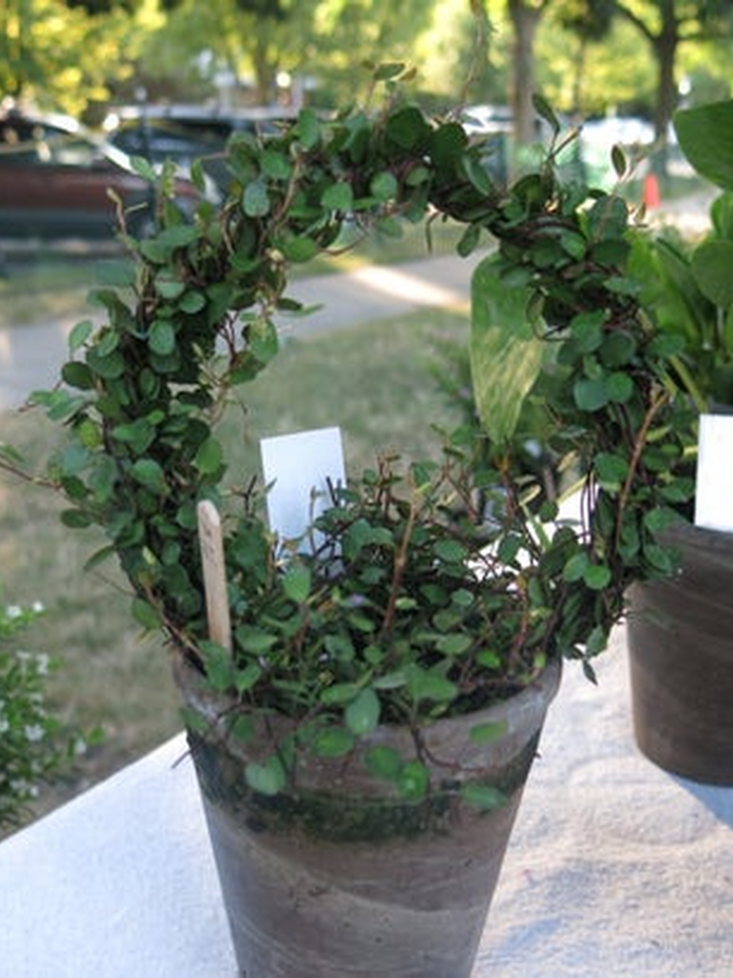 Live 5 inch woven Angel Vine Ring in 4 inch pot