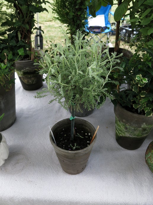 Live Cotton Lavender Topiary in 4 inch pot