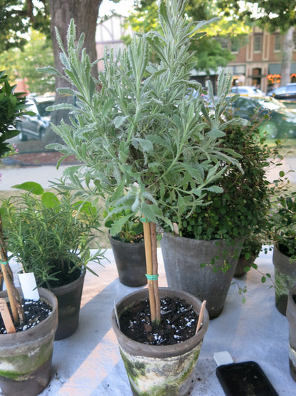 Live Goodwin Creek Lavender Topiary in 5 Inch Pot