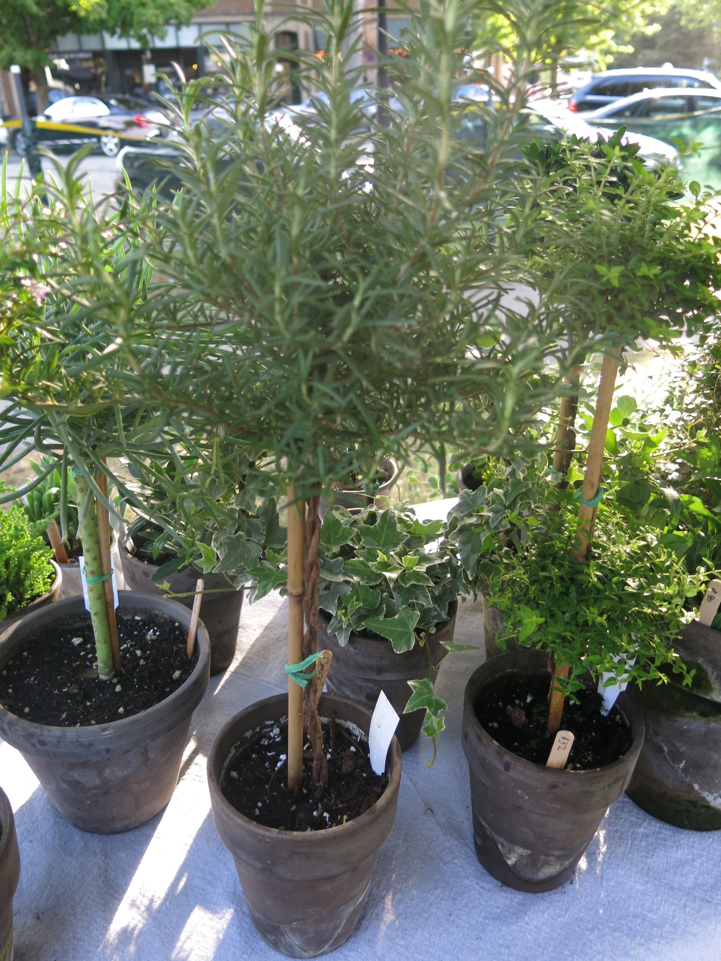 Live Rosemary Topiary in 5 inch pot