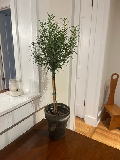 Live Rosemary Topiary in 5 inch pot