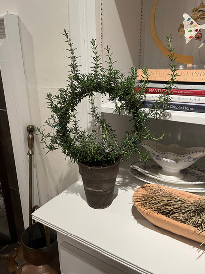 Live 8 inch Rosemary Ring in 5 inch pot