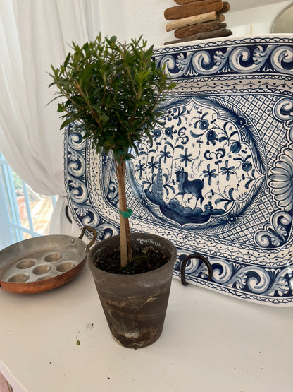 Live Single Ball Myrtle Topiary in 4 inch Pot