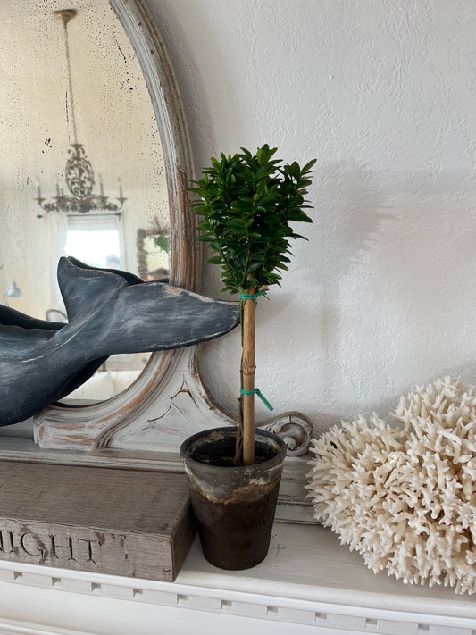 Live Euonymus Topiary in 4 inch pot