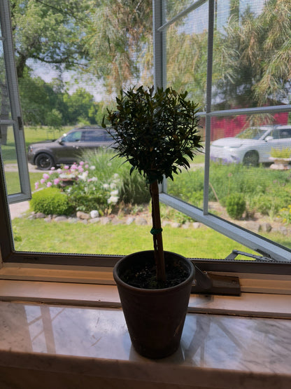 Live Euonymus Topiary in 4 inch pot
